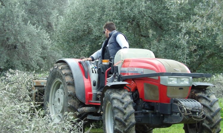 Pflege von Olivenbäumen