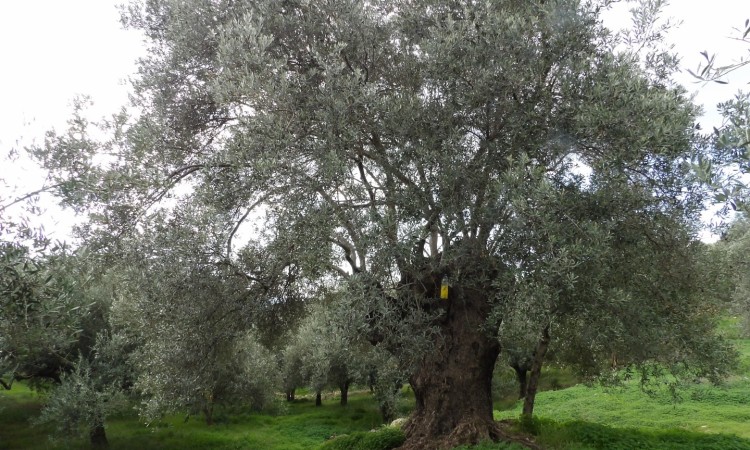 ΟΙ ΕΛΑΙΩΝΕΣ ΜΑΣ