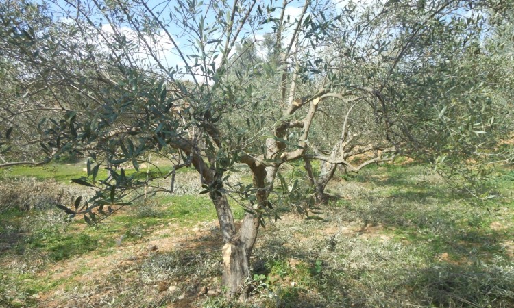 ΚΑΛΛΙΕΡΓΙΑ - ΦΡΟΝΤΙΔΑ ΤΩΝ ΕΛΑΙΟΔΕΝΤΡΩΝ