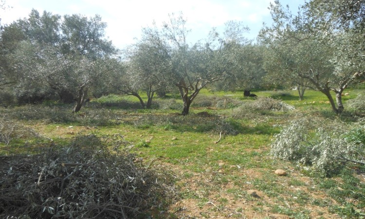 CULTURE - ENTRETIEN DES OLIVIERS